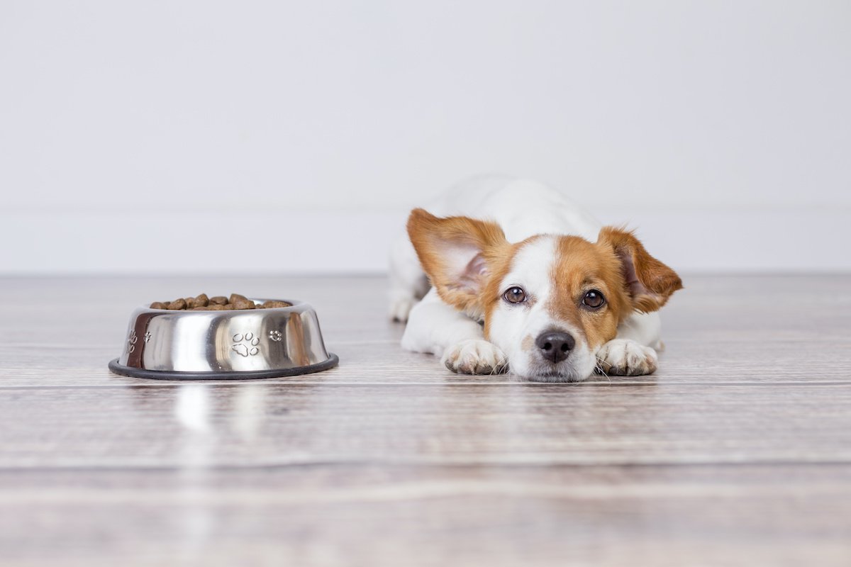 犬の食器の『間違った選び方』３選！NGな理由と正しい判断基準を解説