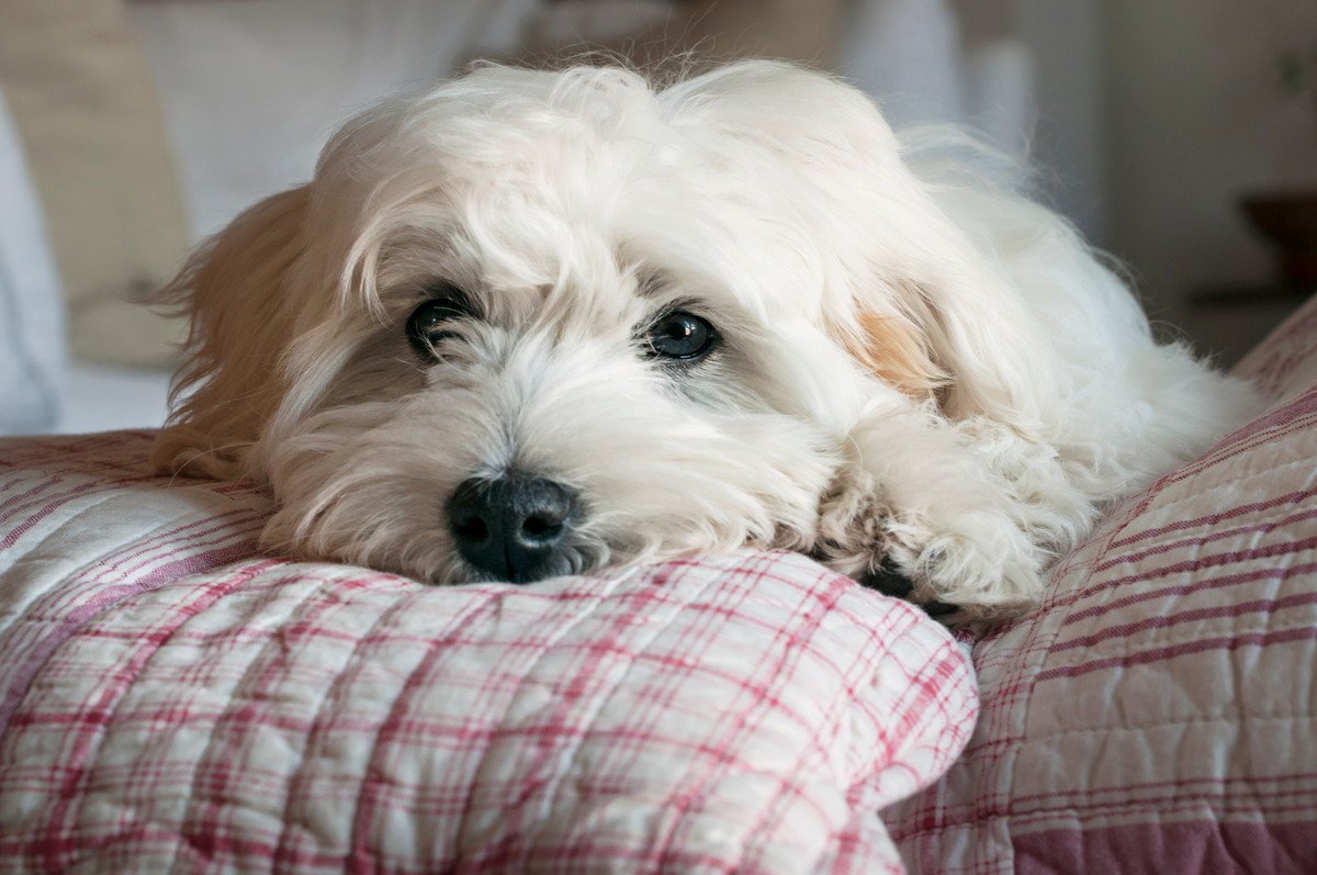 愛犬の体調不良『暑さ』が原因かも！注意すべきサイン４つとすぐできる対処法
