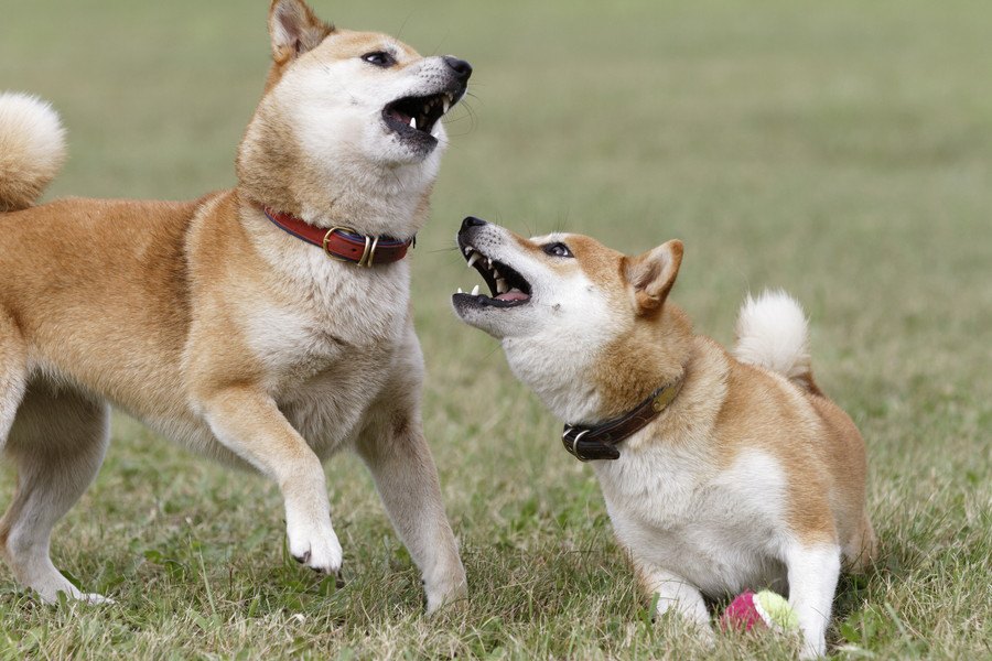 『犬同士が喧嘩』をする時の心理とは？やめさせるべきなの？