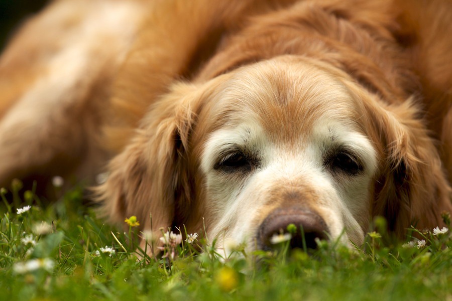 犬のおならが臭い3つの原因と予防法