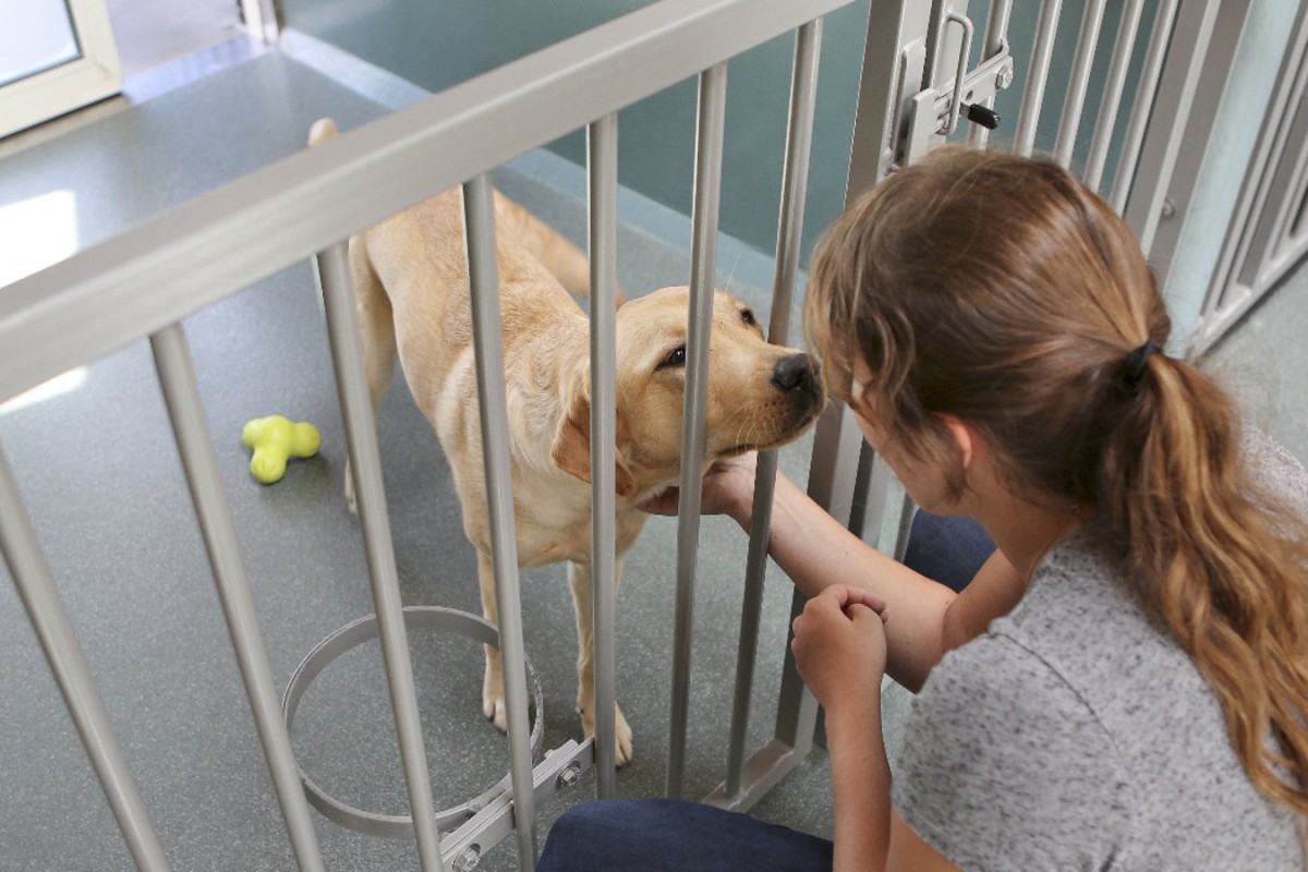犬舎施設の犬の福祉に重要なことは？様々な施設で働く人への調査結果
