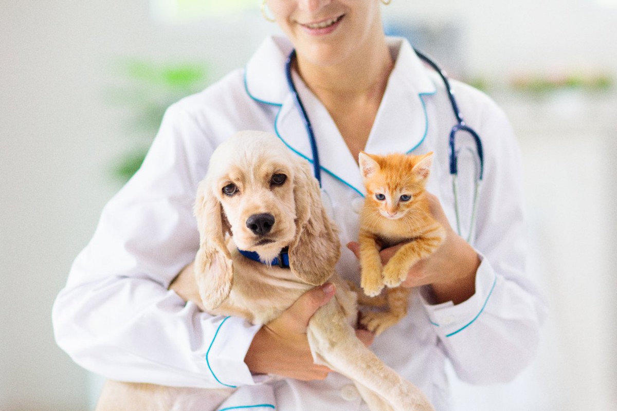 ペットの医療、この10年で急速に進歩した2つのツール