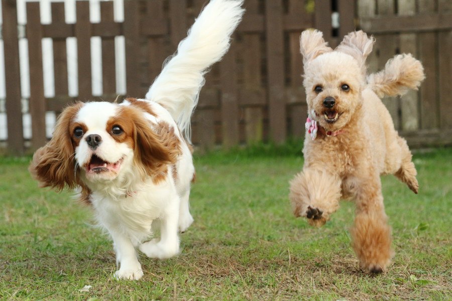 犬同士で遊ばせるときに必ず注意しなければいけないこと３選