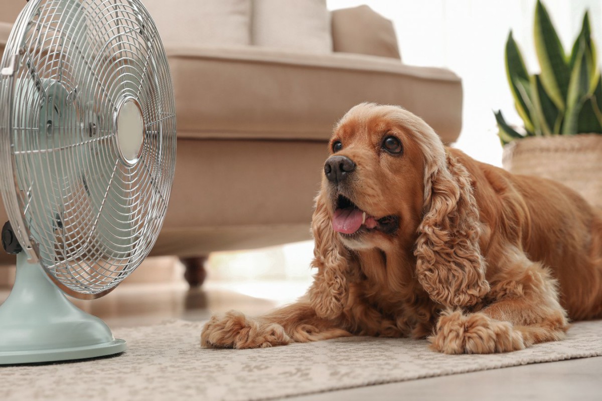 犬は何度だと暑く感じるの？犬種による違いはある？適切な温度とは？