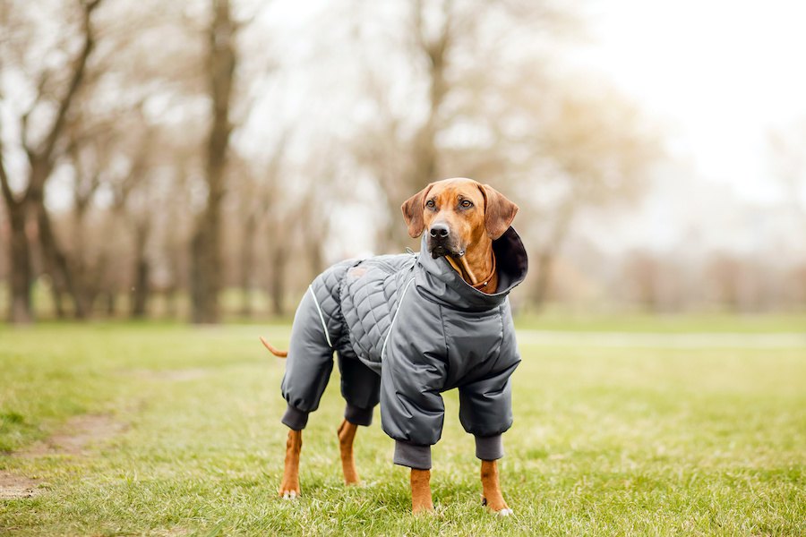 寒い冬、お洒落のためだけではない犬の洋服が必要な時
