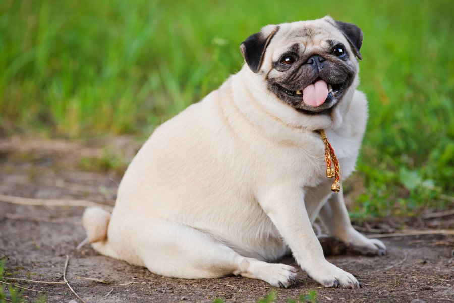 肥満犬に共通するNG習慣４つ