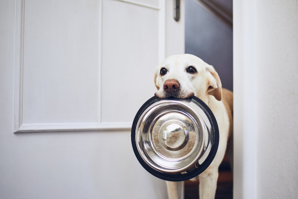 犬がご飯を欲しがっている時にしてはいけない『NG行為』3選
