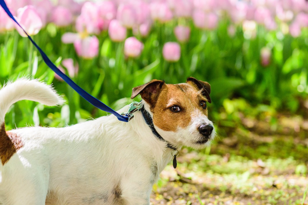 犬にしてはいけない『春のNG行為』4選！季節の変わり目に注意すべきこととは？