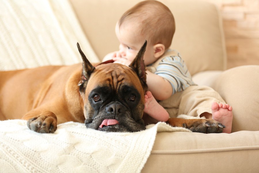 犬が人間の赤ちゃんを守ろうとする3つの心理とは