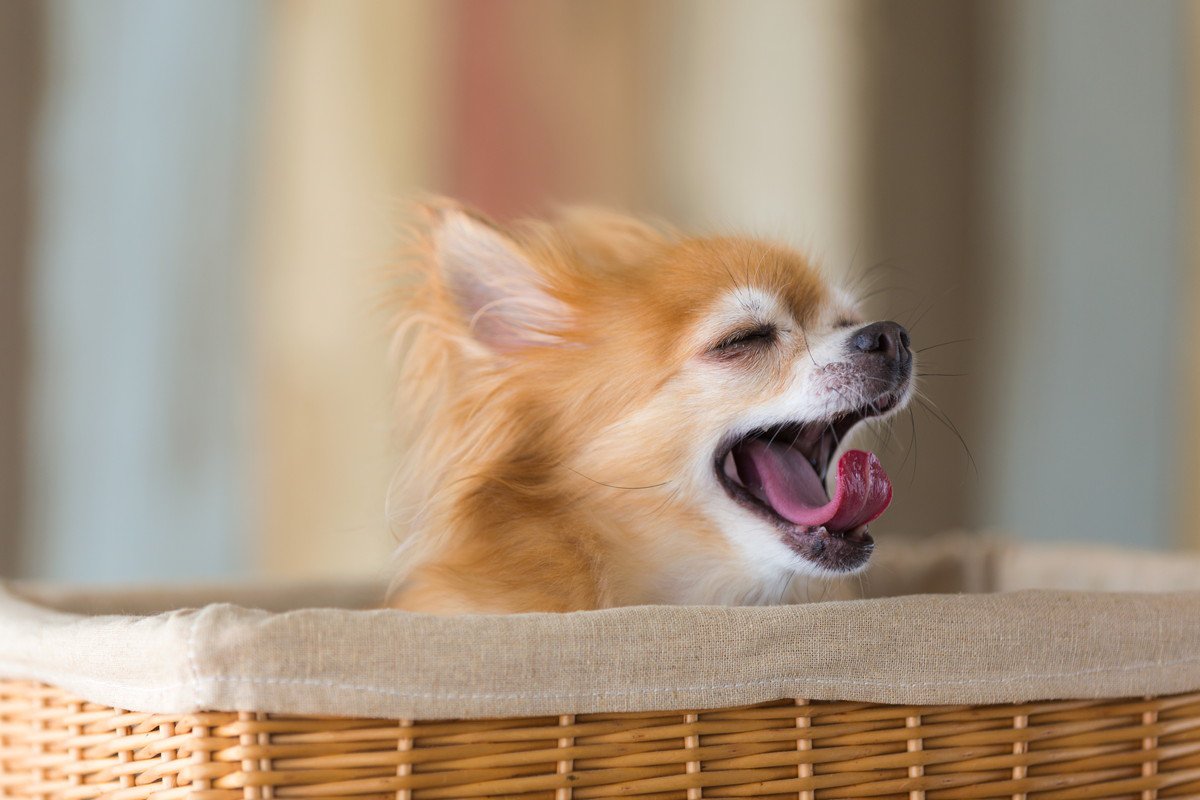 犬の『あくび』に隠されている心理5つ！注意すべきあくびもある？