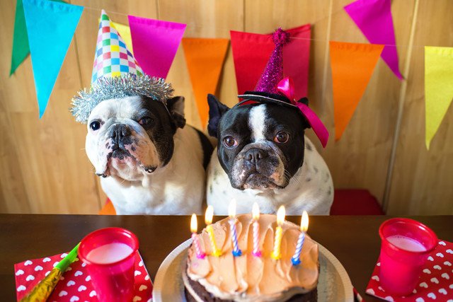 犬が喜ぶ誕生日の祝い方！バースデーケーキのレシピやプレゼント用グッズ