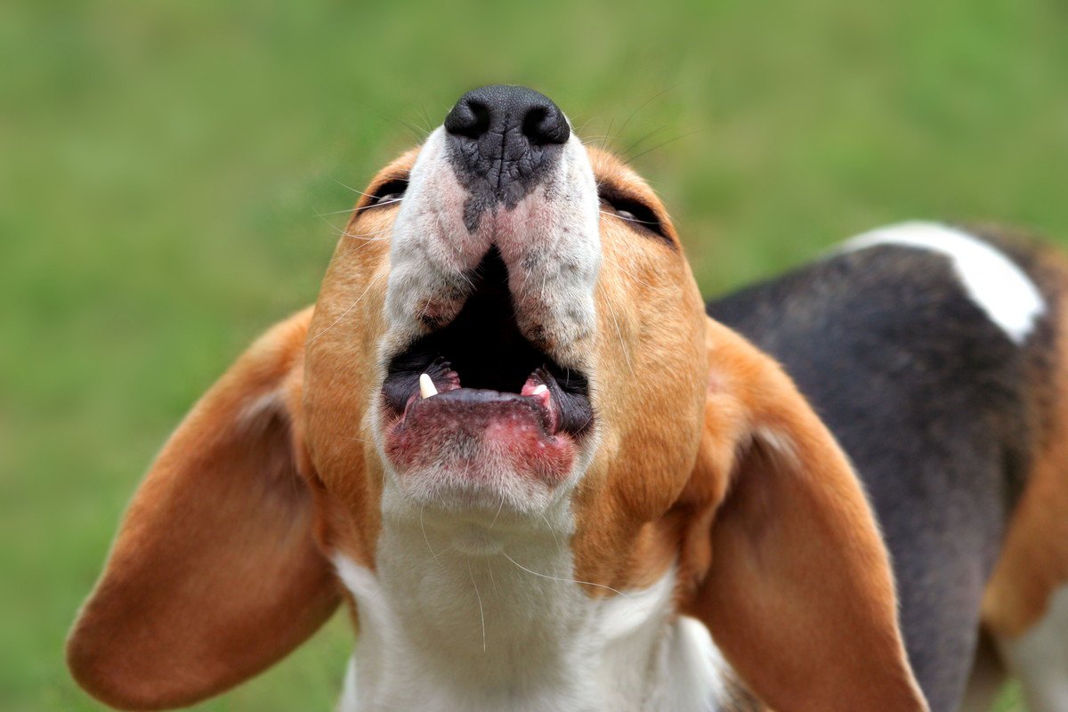 犬が吠えるのを止めさせるコツは？3つの方法やしつけを解説