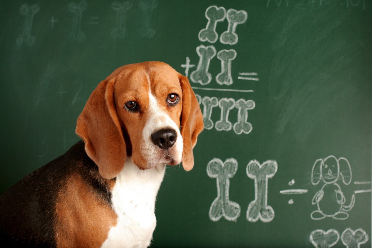 犬に『カルシウム』が絶対必要な３つの理由！成長過程ごとの与え方や注意点を解説