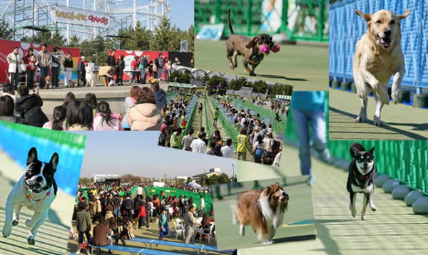 イヌリンピック2015 都内開催！犬の大運動会！