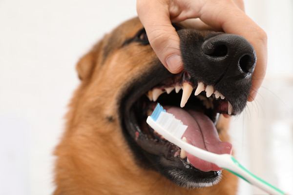 正しい歯磨きできてる？【獣医が教える】歯周病予防とデンタルケア