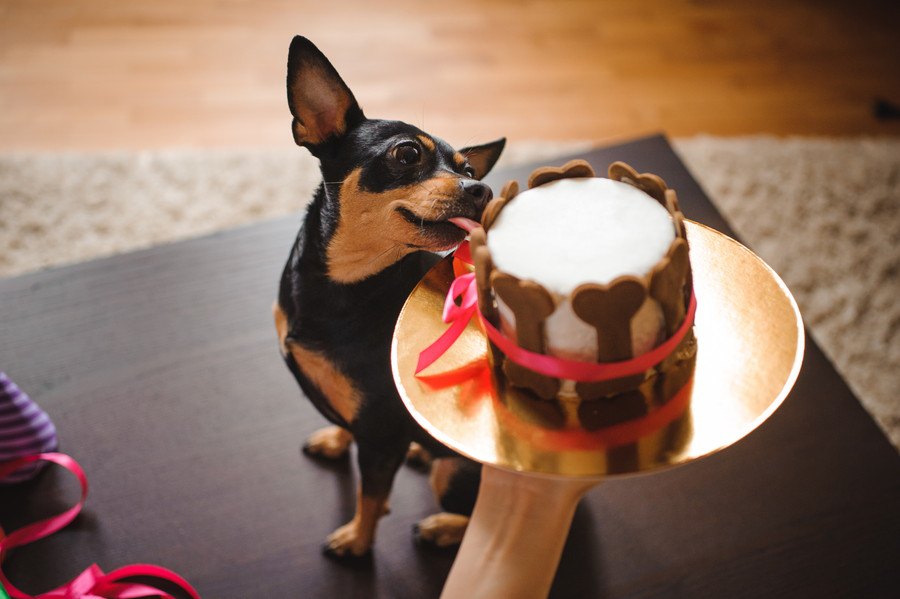 犬用ケーキ通販おすすめランキング5選！おやつ用品の選び方と注意点