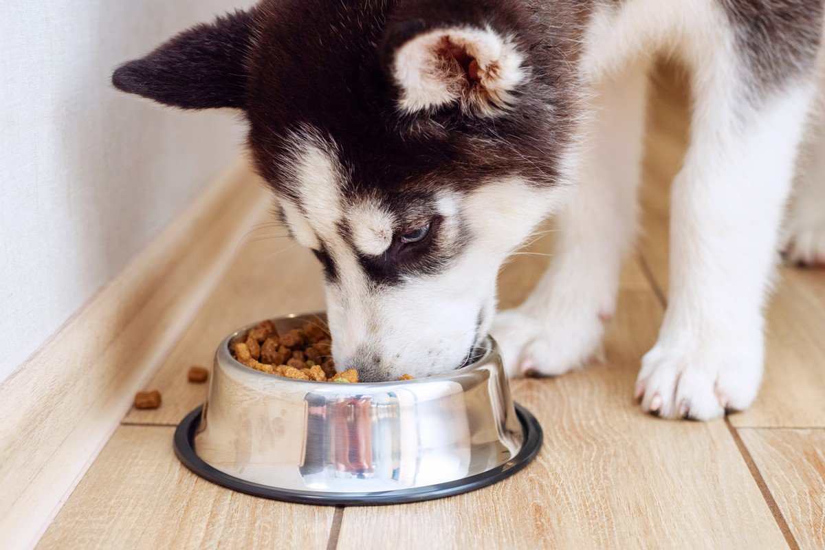 犬は満腹にならない？いつまでもご飯を食べ続ける理由とは？