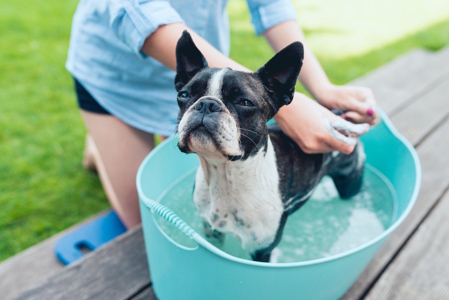 犬がお風呂を嫌がる時の理由６つ