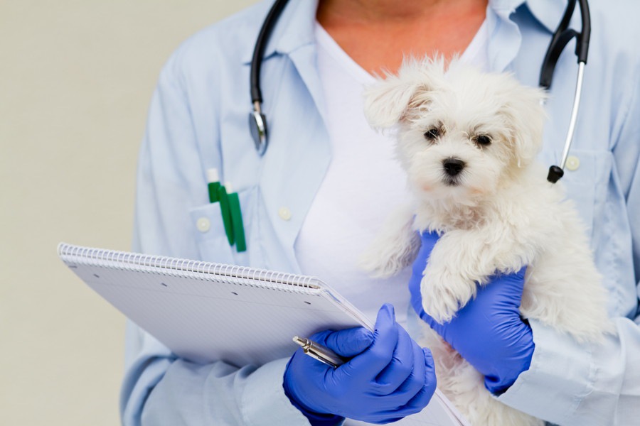 犬の健康診断┃何歳から？検査内容や頻度、費用はどのくらい？
