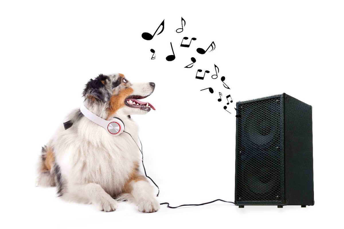 犬のために科学的に設計されたストレス軽減音楽