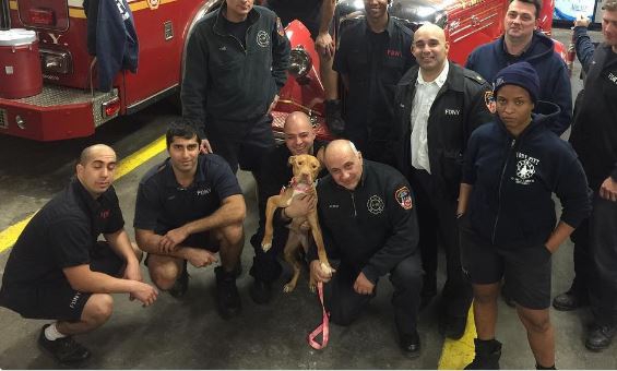 空き家に置き去られて餓死寸前だった犬が消防署のアイドル犬に大変身！