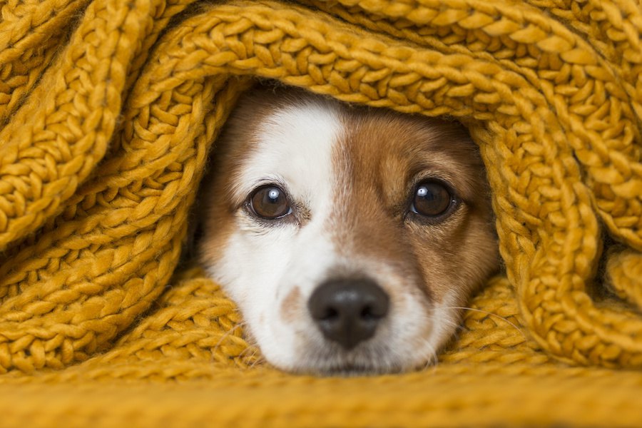 犬のために飼い主がするべき寒さ対策６選