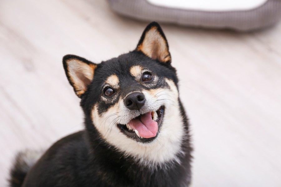 なぜ犬は『汚いもの』が好きなの？５つの理由と適切な対処法を解説