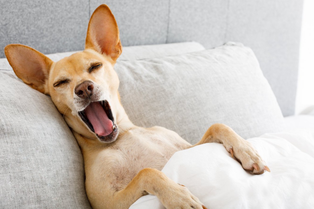 愛犬がよく見せる「寝相」5選！それぞれに意味があるって本当？