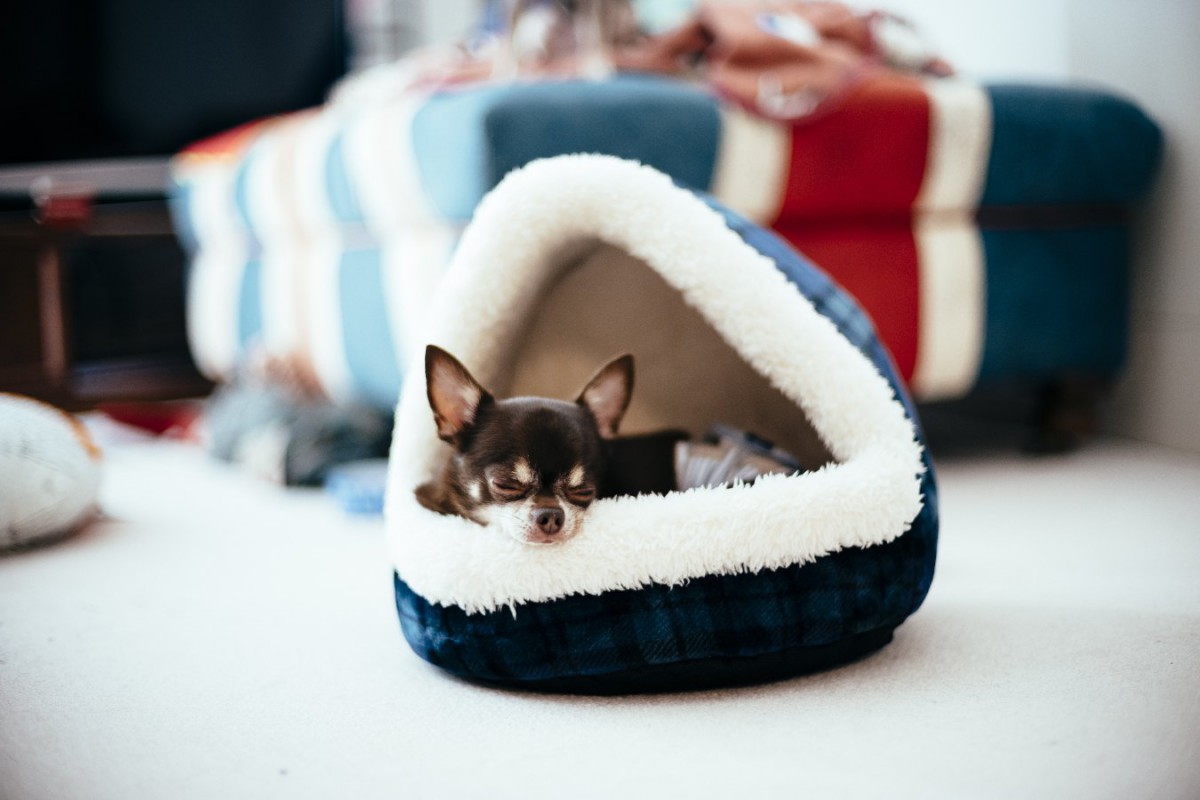 犬にとっての『寝心地の良いベッド』とは？5つの特徴と快適な環境を作るコツ
