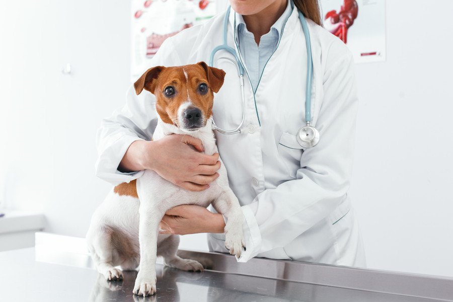 犬のガン治療の未来に明るい兆しがある理由は？