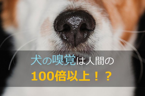 犬の嗅覚は人間の100倍以上！？その仕組みや臭覚が優れている犬種を紹介