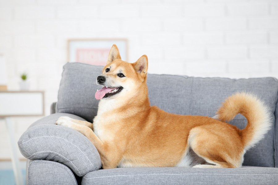 犬が家具をボロボロにしてしまう理由３つ