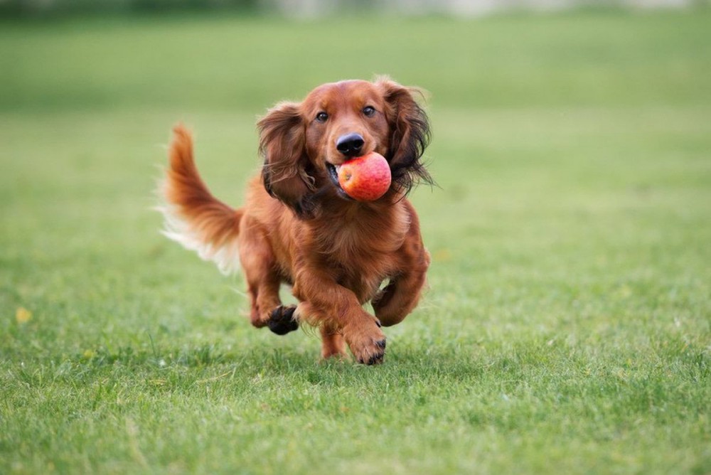 運動量が多い犬種６選！飼う前に確認しておきたい特徴とは？