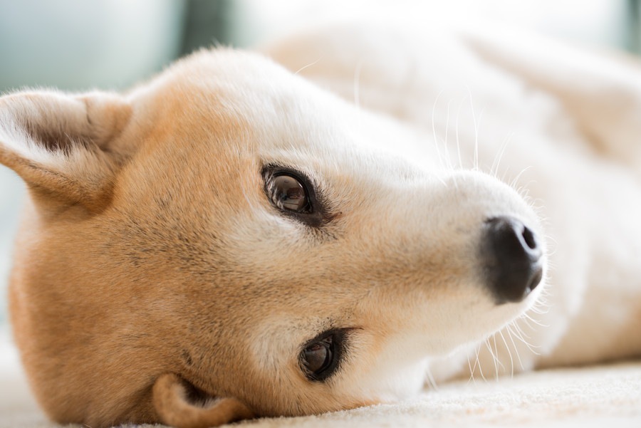日本犬のしつけが難しいと言われる理由