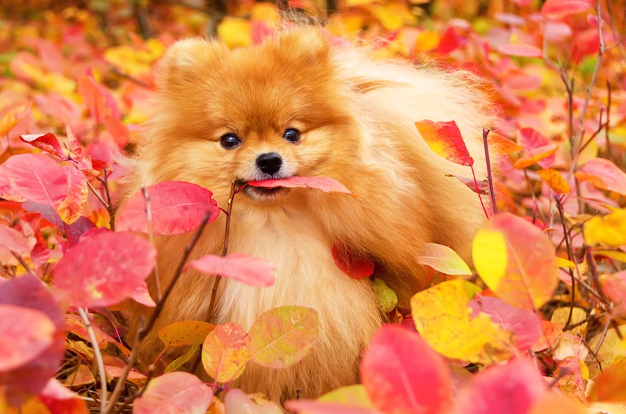 犬と秋を楽しむ方法８つ