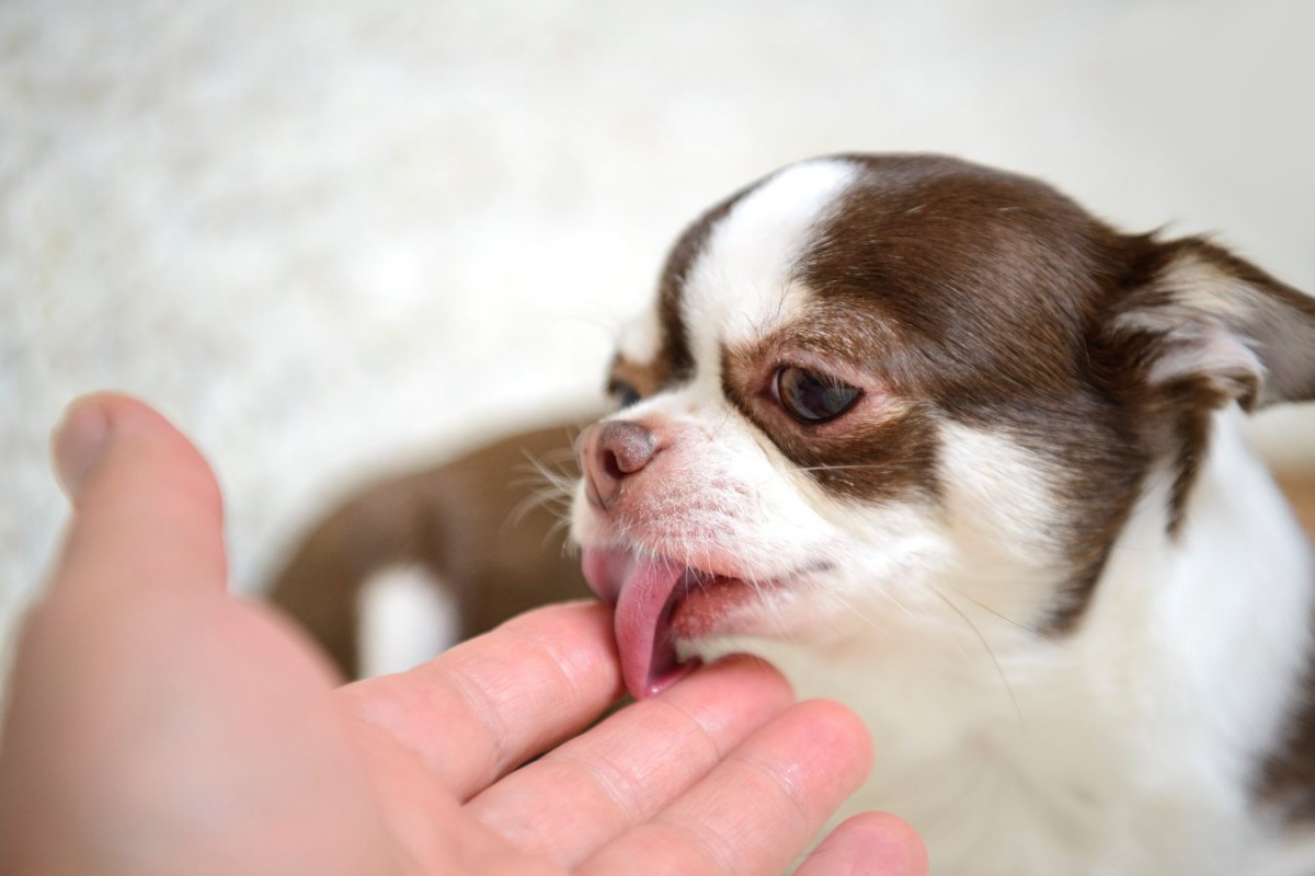 犬が「飼い主を噛んだ後に舐める」理由4つ！あまり良い意味ではないことも