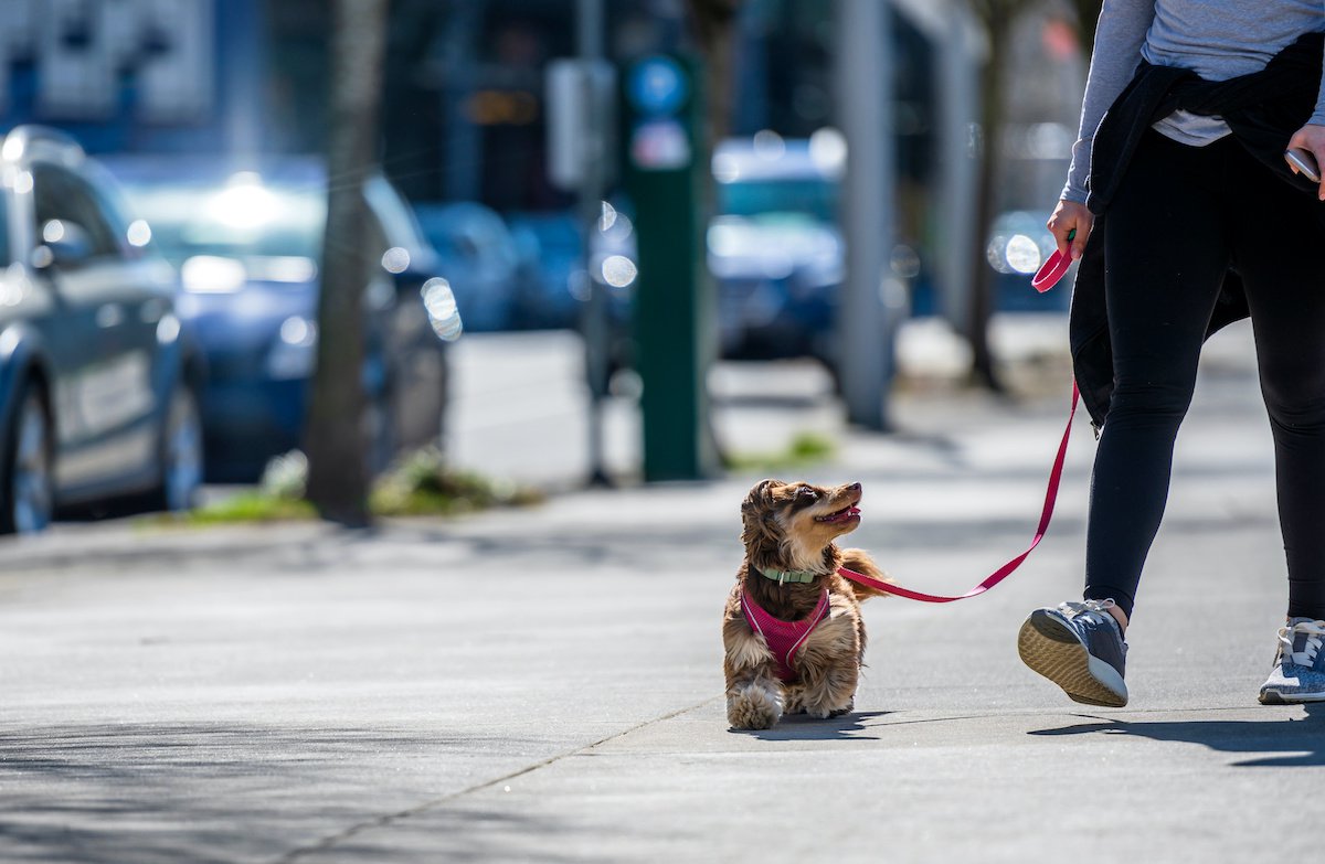 小型犬の散歩の頻度はどのくらい？必要な時間や距離、注意すべきポイントまで