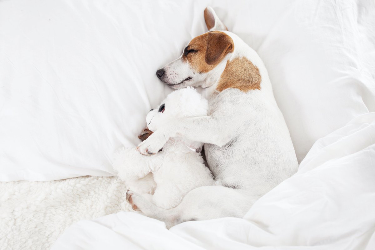 犬が寝ている時にピクピク動く『３つの理由』 病気の可能性は？