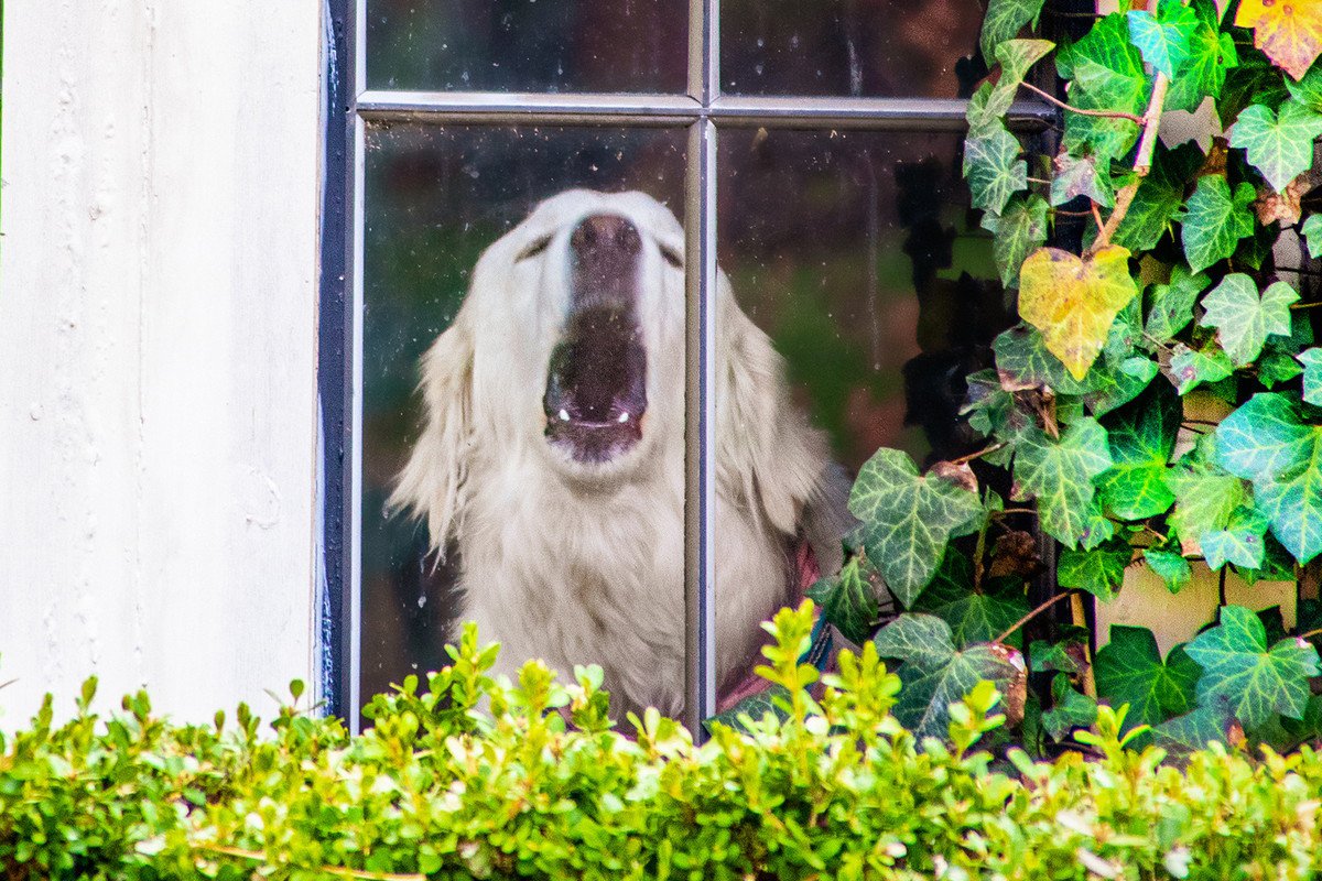 犬が窓越しに吠えるのをやめさせたい…どうしたらいい？理解すべき"犬が吠える理由"と興奮を抑えるコツ