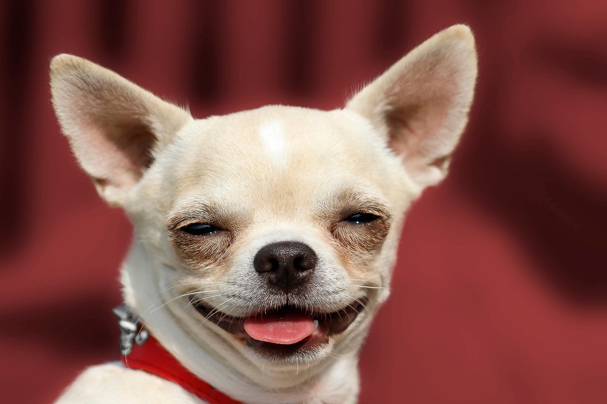 犬が『幸せ』を感じているサイン5選　幸福な時間を過ごしている時にみせる仕草や行動とは？