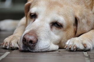 犬の肝臓がん┃原因や症状、治療法や予防について