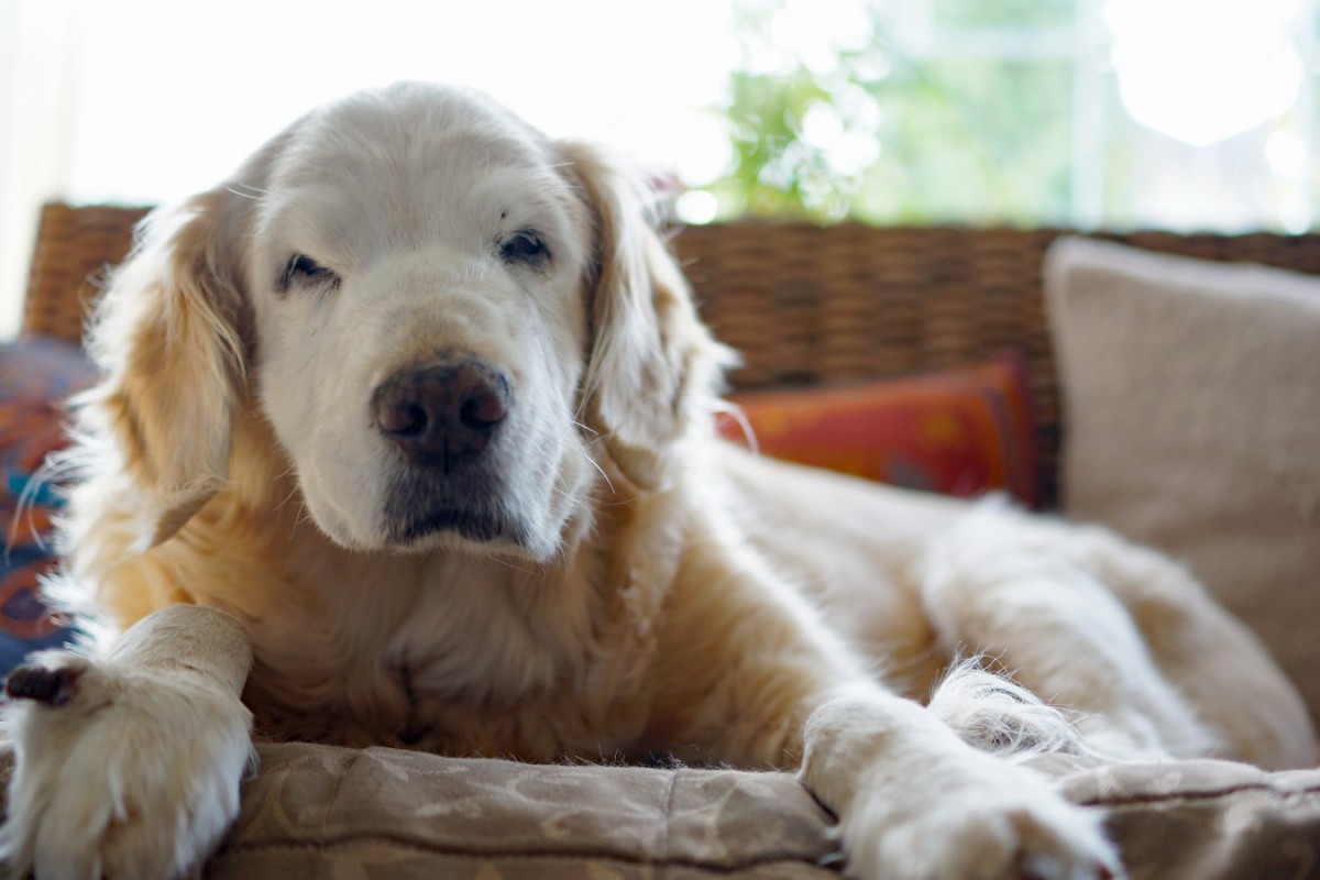 犬の老化現象とは？7つのサインと暮らしの工夫