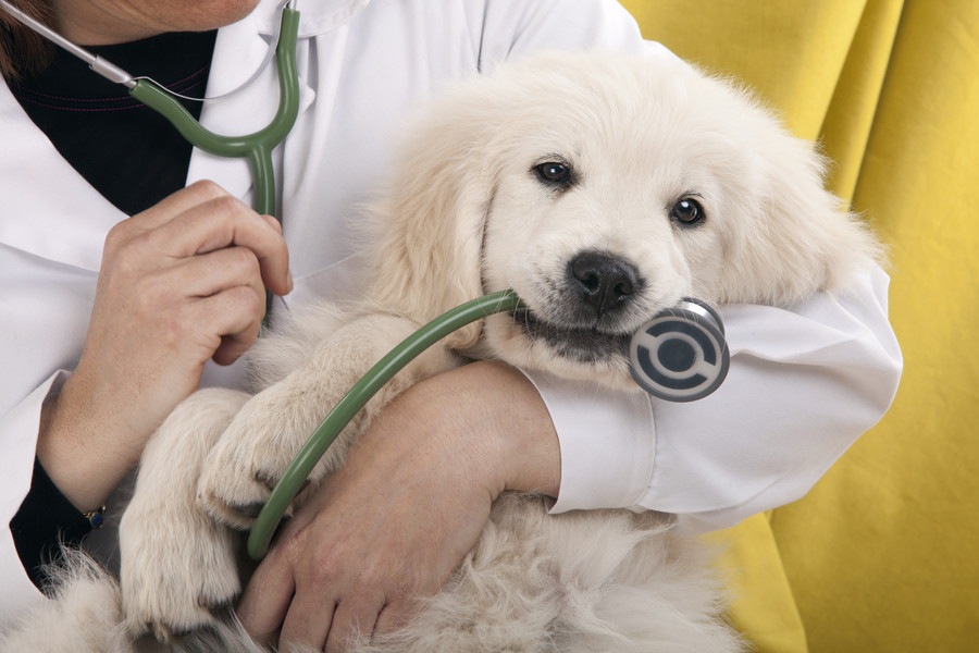 アロペシアX（脱毛症X）　犬の症状や原因、治療法について