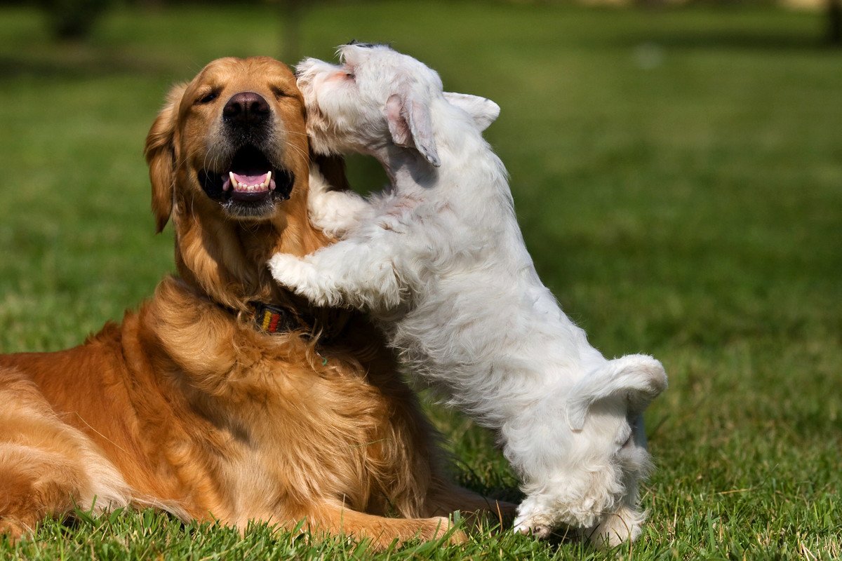 仲良しな犬同士が見せる3つの行動♡じゃれている時に注意すべきポイントは？