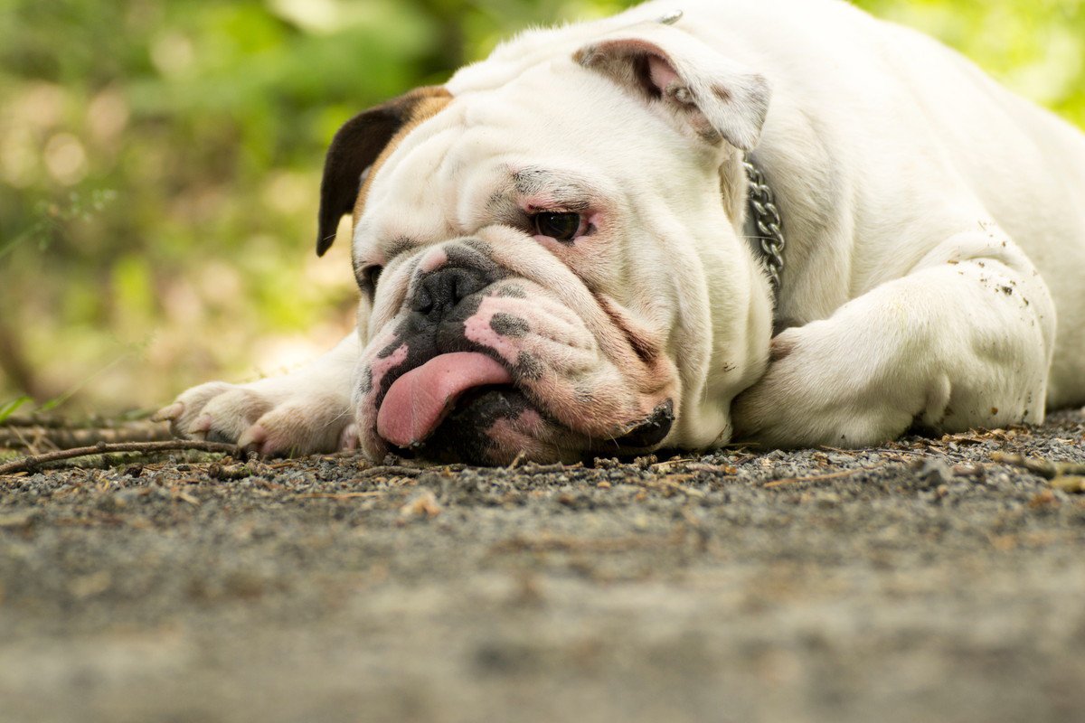 犬が『ストレスが限界に達している時』に見せる行動5選　解消する方法は？