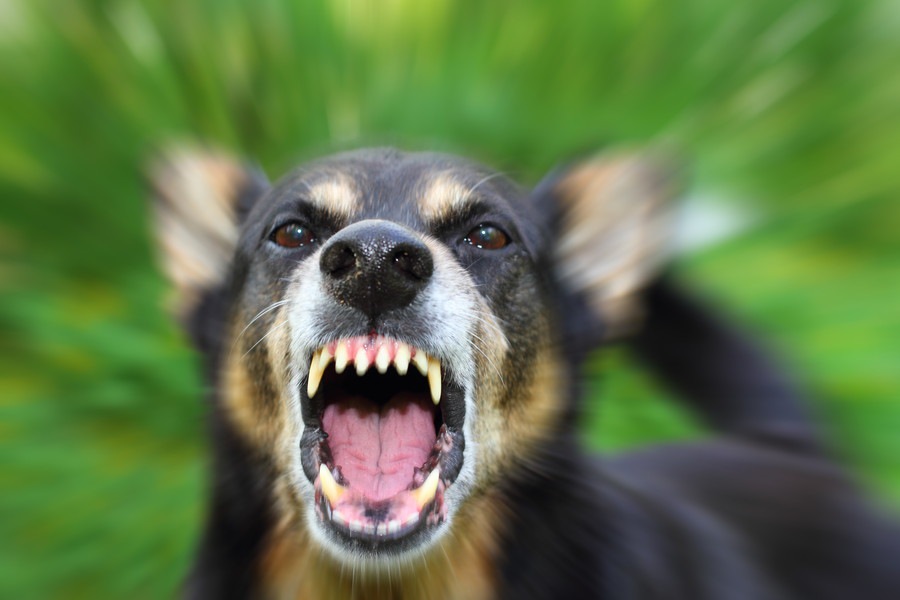 攻撃的な犬の性格とホルモンの関係