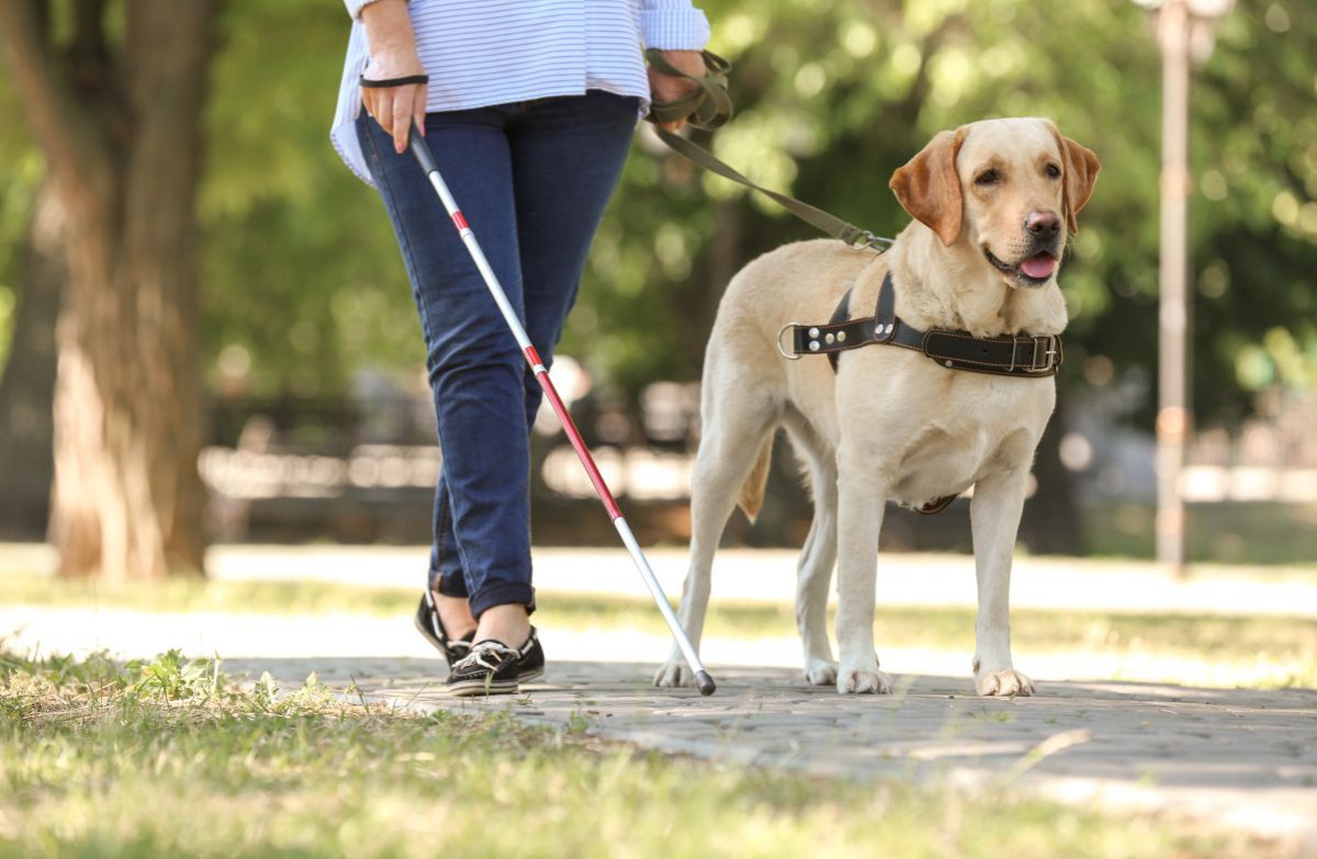 盲導犬応援の輪を広げよう！一般社団法人 盲導犬支援センターを紹介