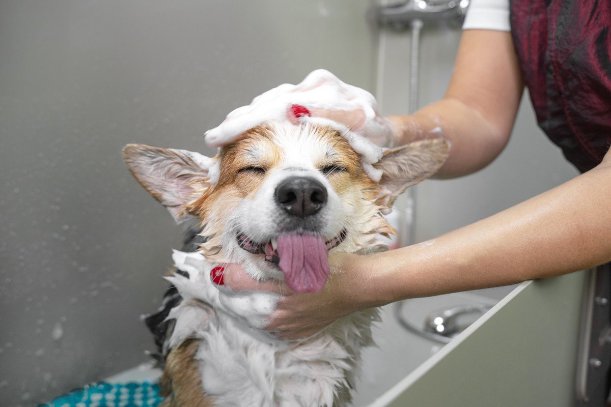 愛犬のデリケートなお肌を守る！「もふもふ洗い」のススメ