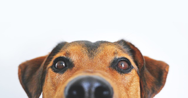 犬が失明してしまう病気とは？白内障や緑内障、症状や治療・予防
