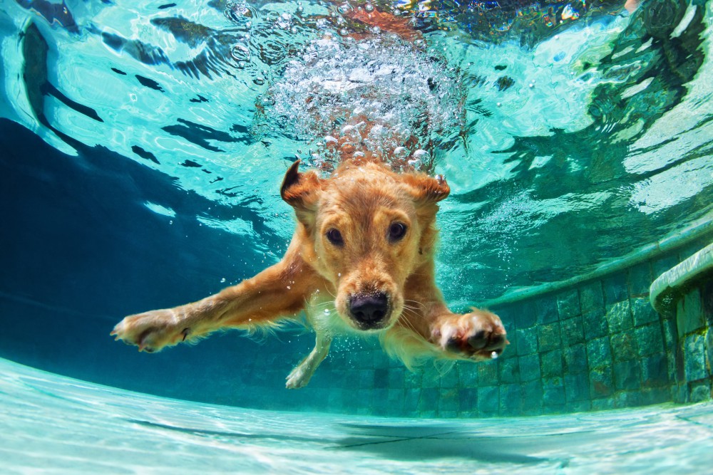 犬ってみんな泳ぎが得意なの？